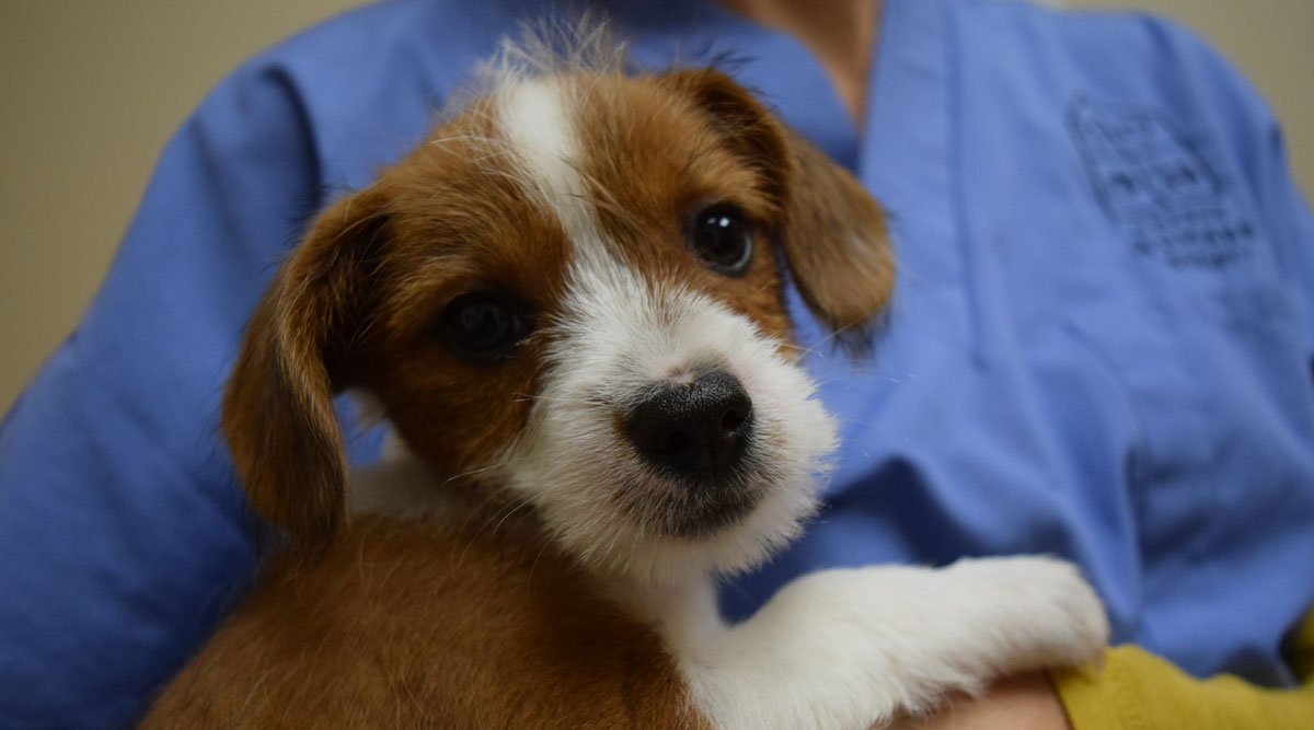 Shelter puppy in the arms of an OHS veterinarian