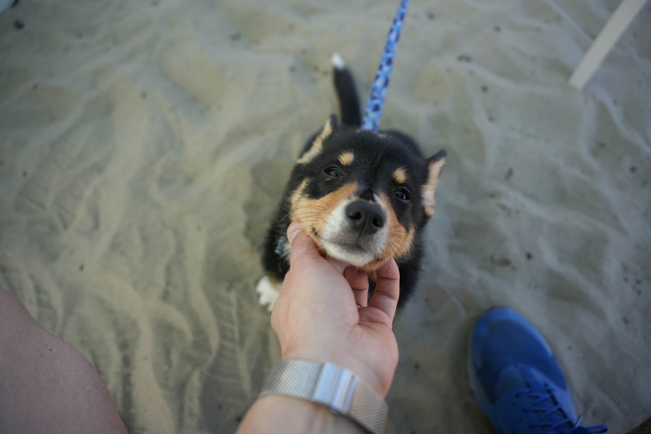 A small black and white puppy